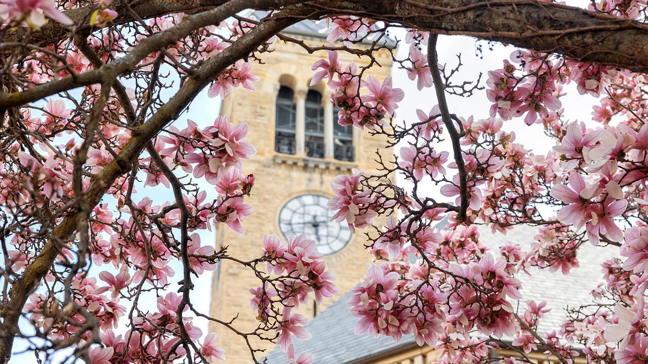 cherry blossoms bloom in front of Cornell clock tower